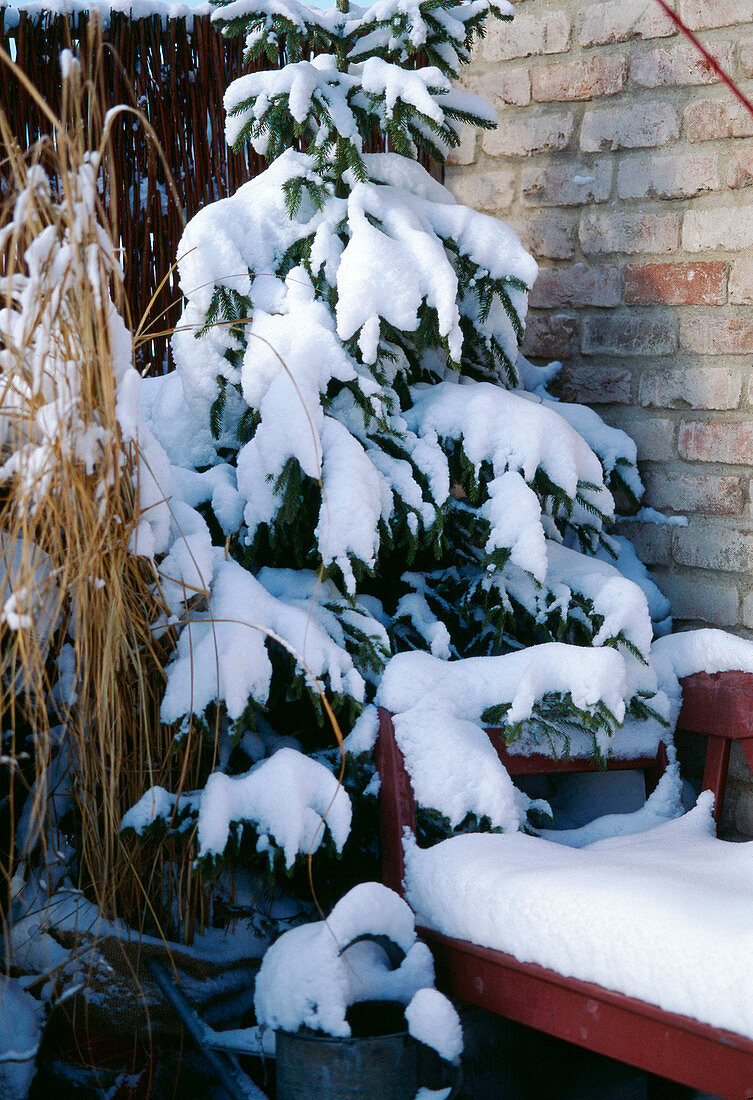 Picea orientalis