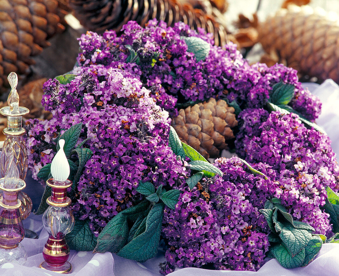 From the last Heliotropium flowers a wreath