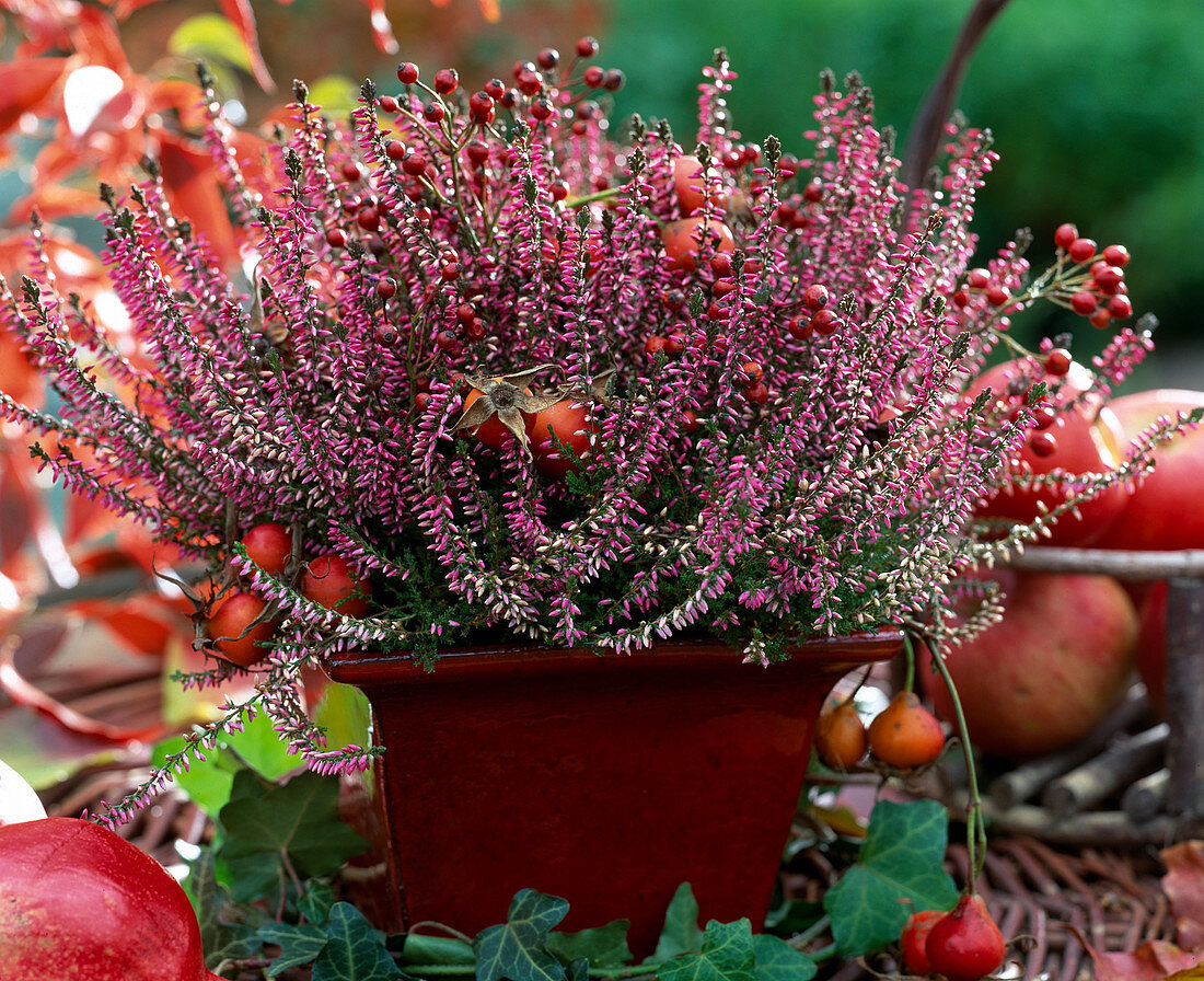 Calluna vulgaris 'Marlies' (Knospenblühende Besenheide), Blüte von September bis Dezember