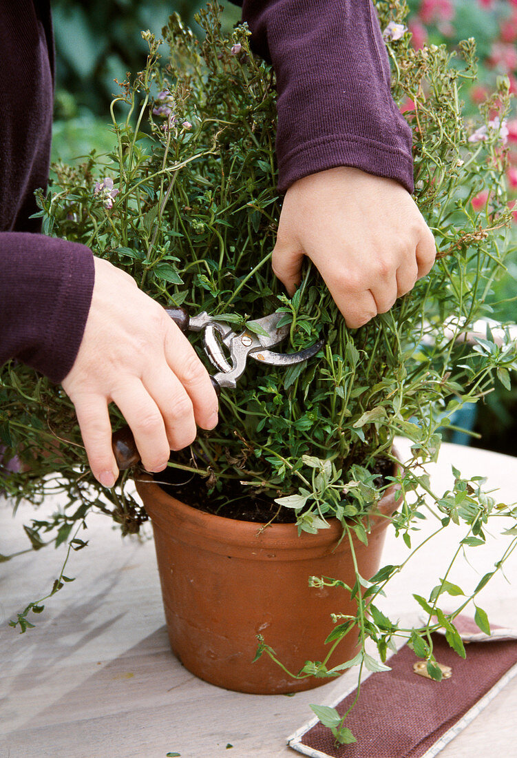 Cut back Nemesia