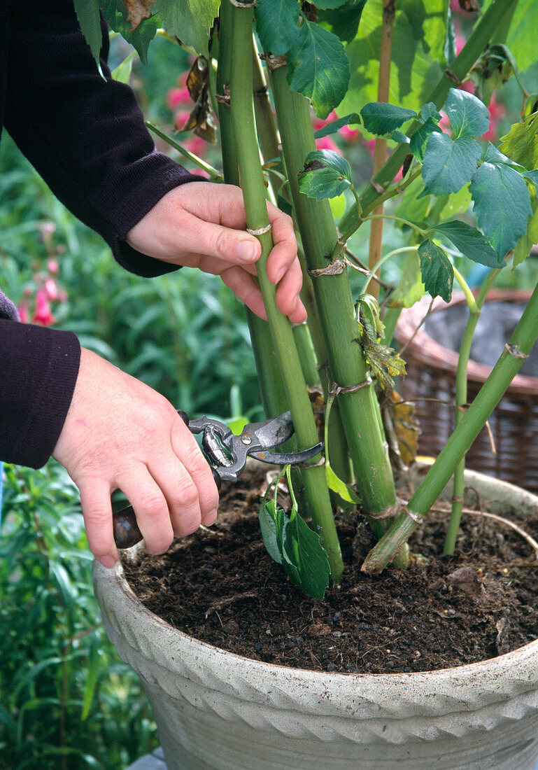 Dahlia pruning for the winter