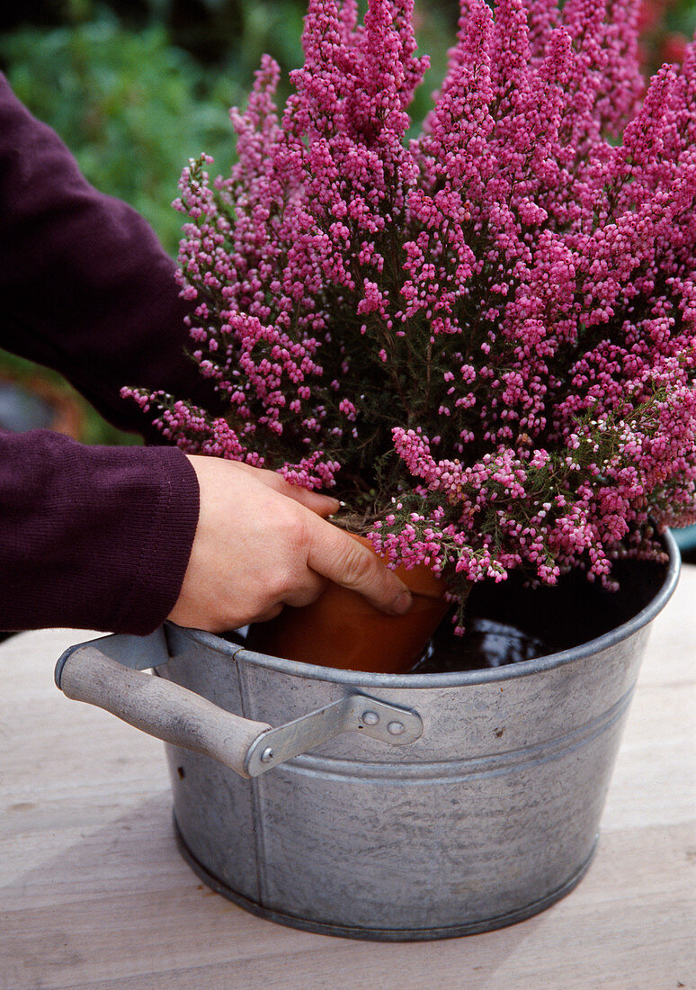 Erica gracilis before immersing in water