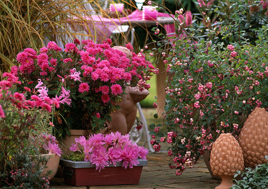 Herbstchrysantheme (Dendranthema), Colchicum autumnale (Herbstzeitlose), Symphoricarpos (Kugelamarant)