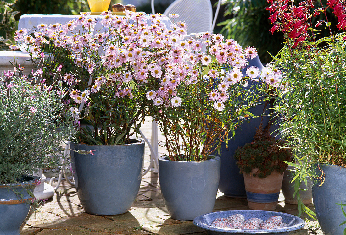 Erigeron 'Sommerneuschnee' (Feinstrahlaster), 2. Blüte im Herbst in zartem Rosa