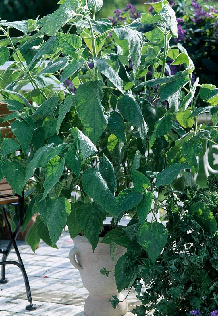 Salvia dorisiana, Sage for tea