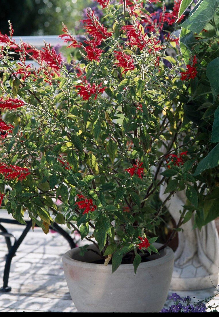 Salvia rutilans, Ananassalbei