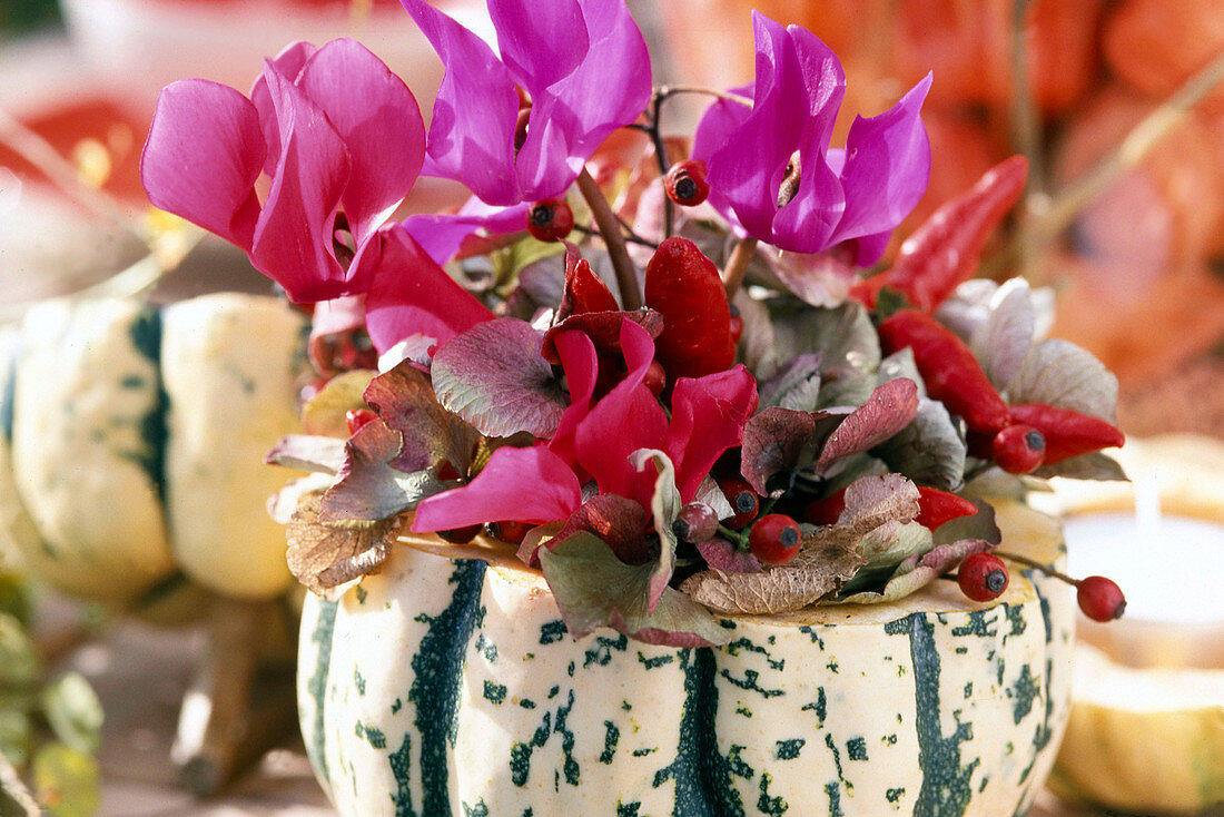 Ornamental gourd as a vase: cyclamen (cyclamen), hydrangea leaves