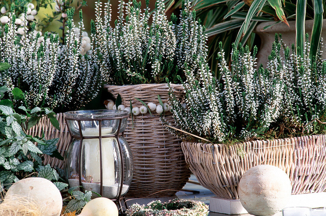 Caluna vulgaris 'Alice' (summer heather buds flowering)