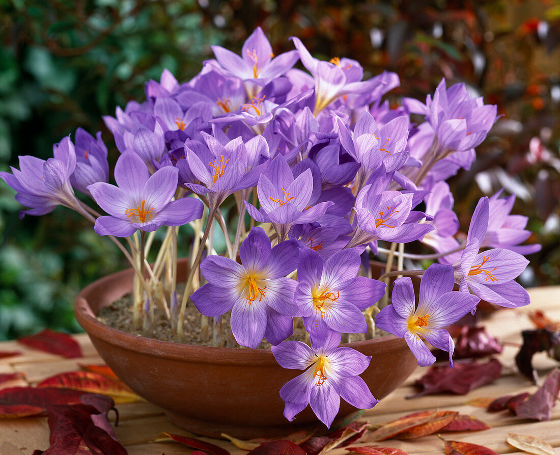 Crocus speciosus, Herbstkrokus