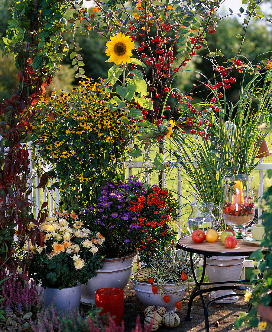 Parthenocissus, Dahlia, Rudbeckia 'Triloba', Aster, Pyracantha coccinea, Miscant