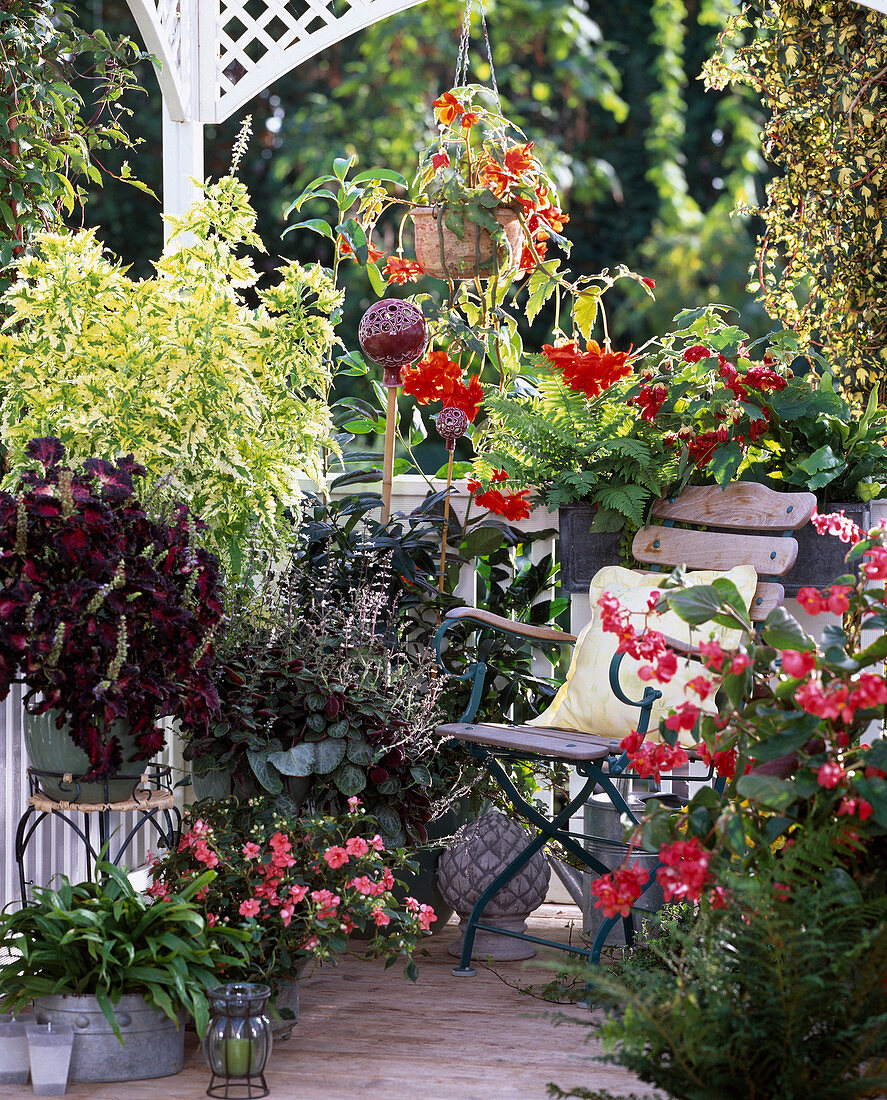 Coleus blumei (Buntnessel), Plectranthus, Begonia, Abutilon