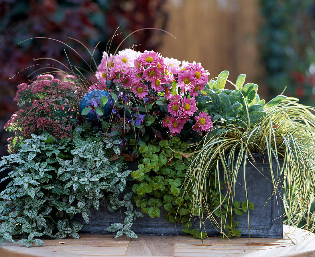 Autumn Magic Box, Sedum 'Autumn Joy', Ceratostigma 'Leadwort', Dendranthema