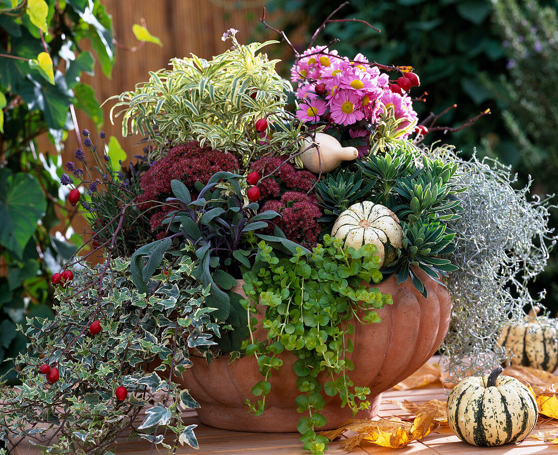 Schale mit Hedera (Efeu), Lavandula, Sedum (Fetthenne), Erysimum (Goldlack), Lysima