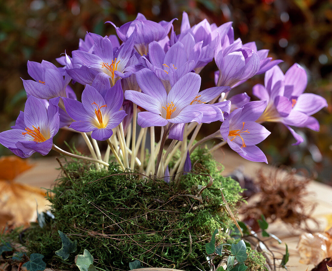 Crocus speciosus, (Herbstkrokus)