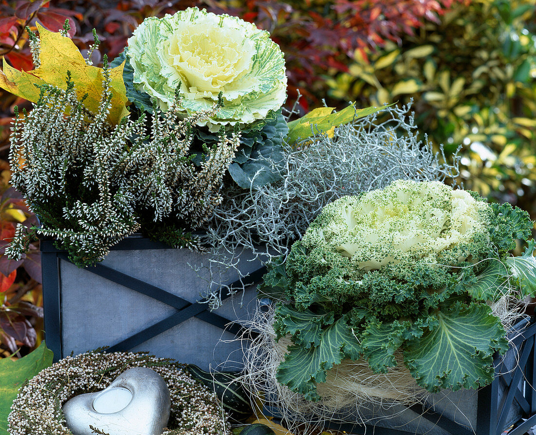 Brassica oleracea, Calluna vulgaris 'Long White', wreath of Calluna