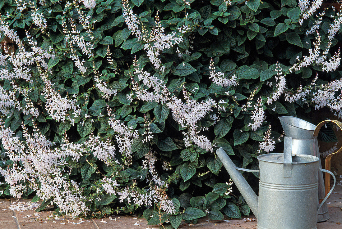 Plectranthus hybrid