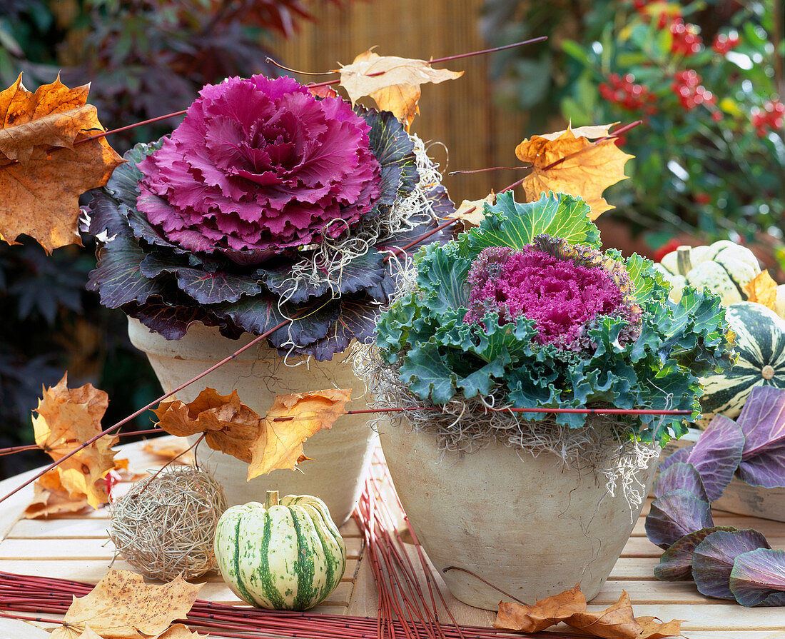 Brassica oleracea, Zierkohl