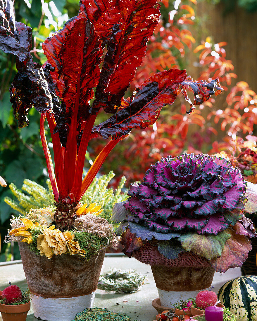 Chard, Brassica oleracea, 'Red pigeon' ornamental cabbage with floral wreath collar