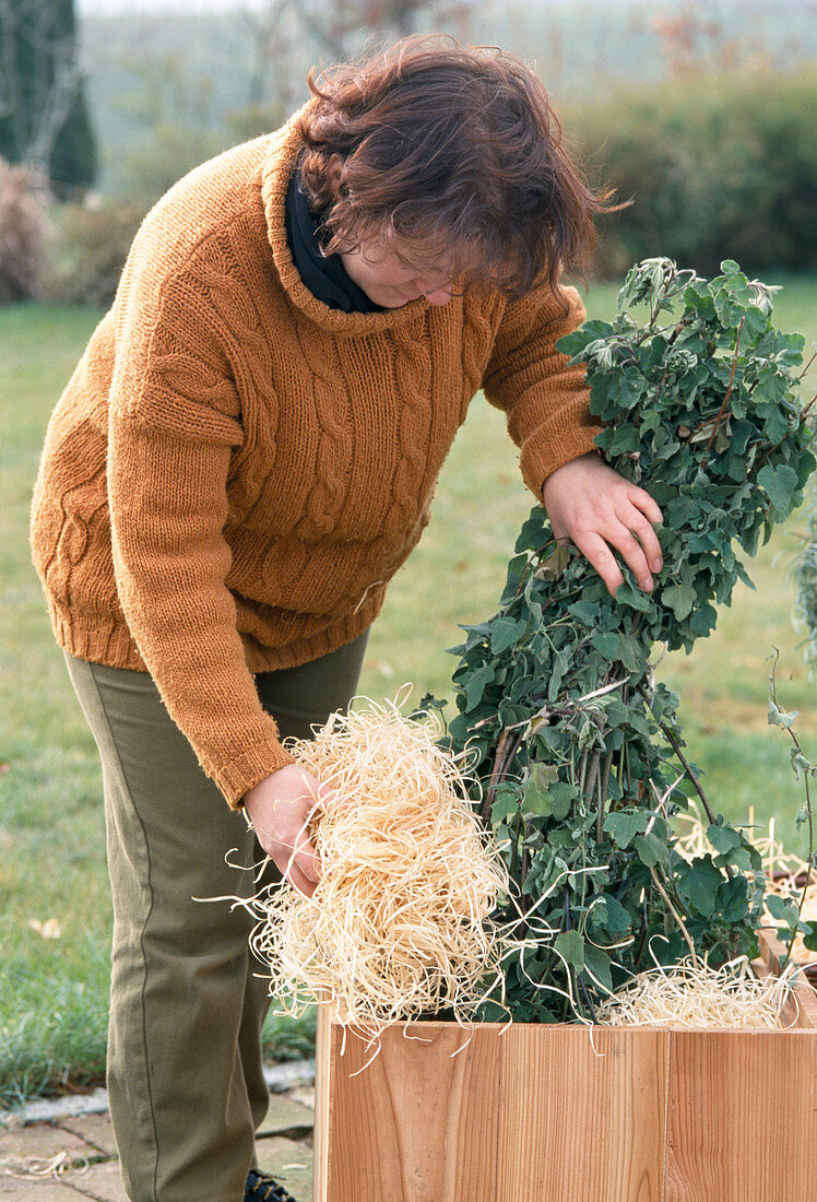 Winter protection for Lavatera olbia-rosea: Step 1: Fill wood wool into the cavities to protect the root ball.