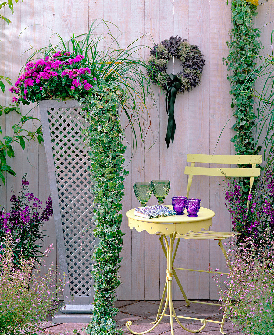 Modern tin pot planted with: Ageratum (Liver Balm)