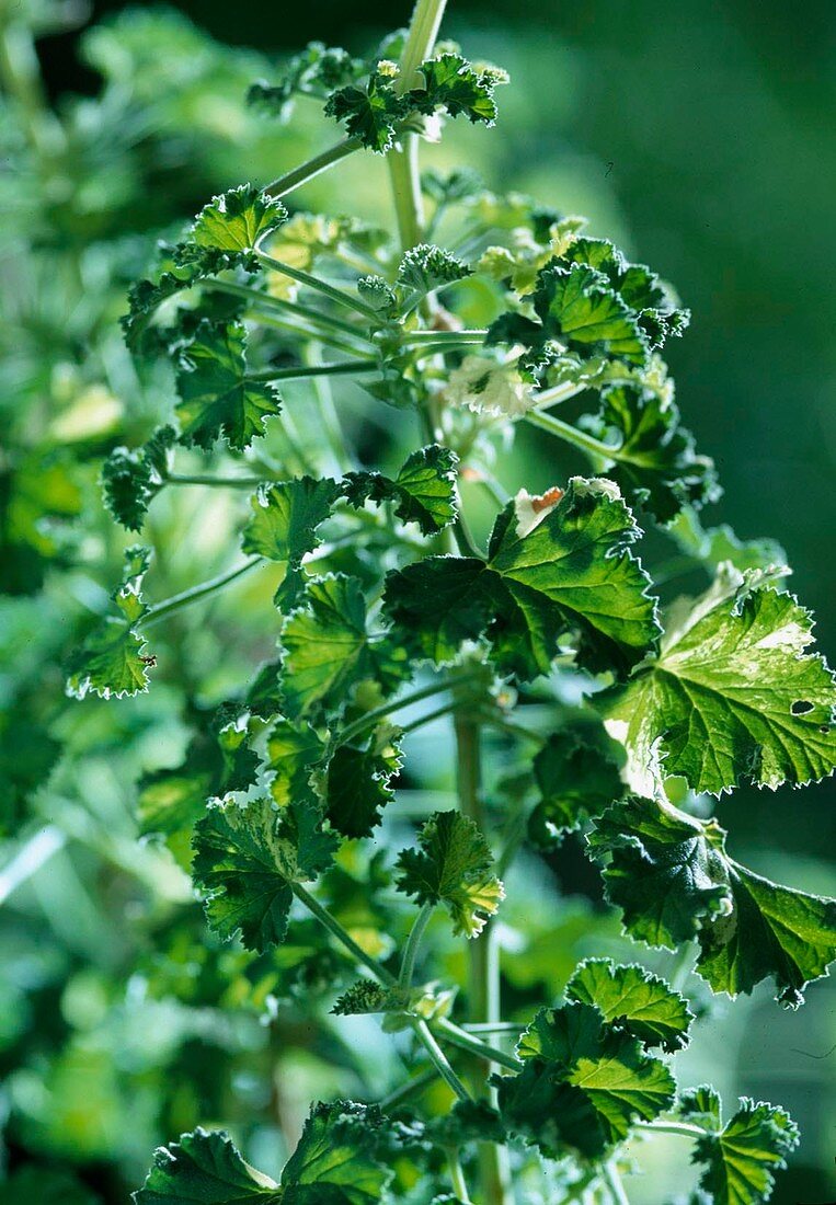 Pelargonium crispum 'Peach Cream', Pfirsichduft