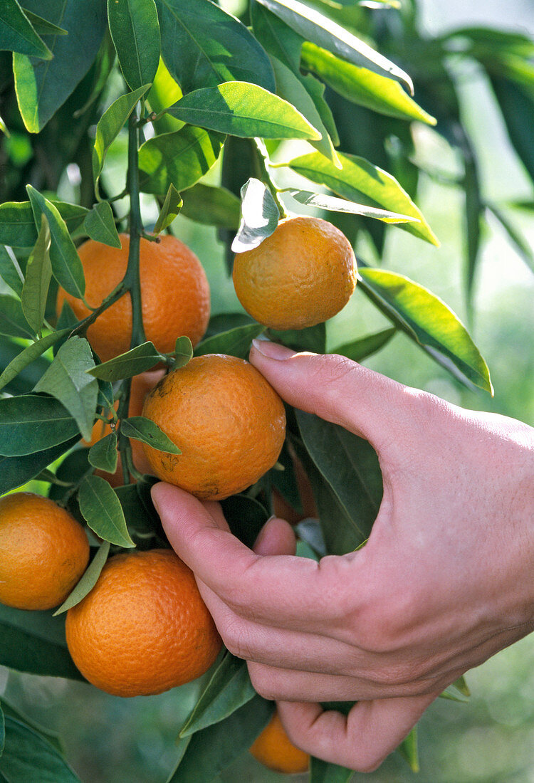 Ernte von Calamondinorange, 'Fukushu'