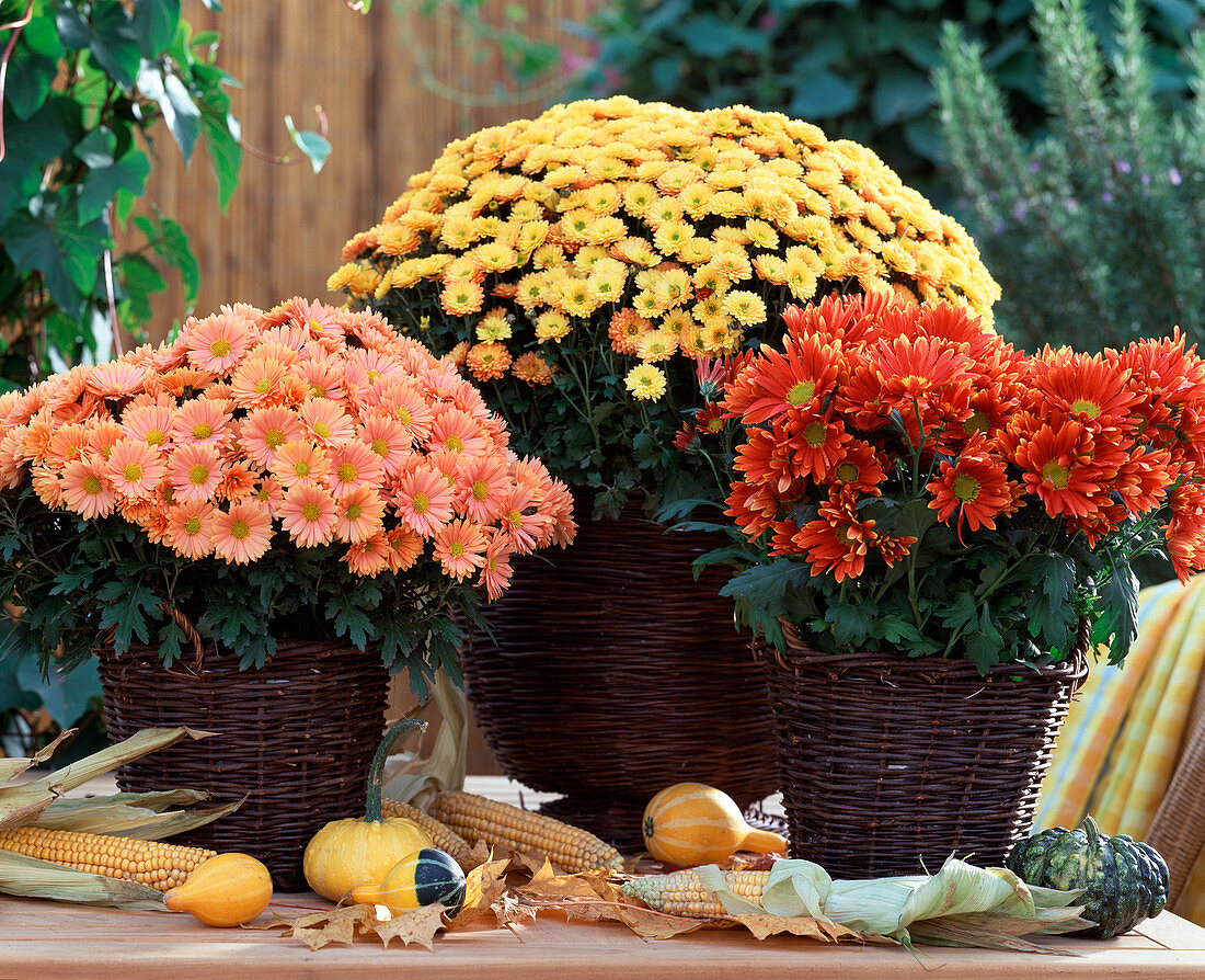 Dendranthema - Hybr. (Herbstchrysanthemen)