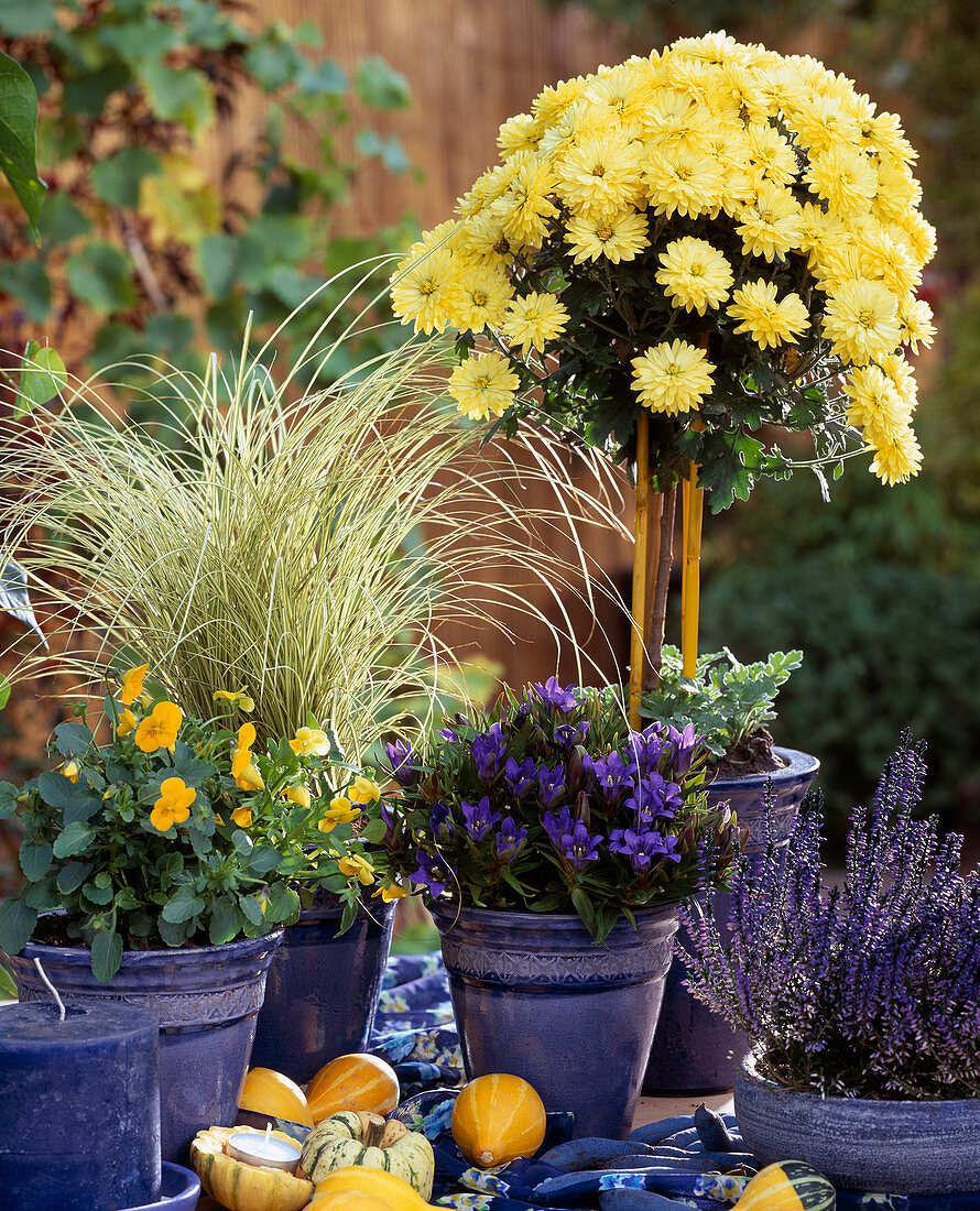 Dendranthema Garden-Mums 'Helios' als Stämmchen, Herbstchrysantheme, Viola cornuta (Hornveilchen)