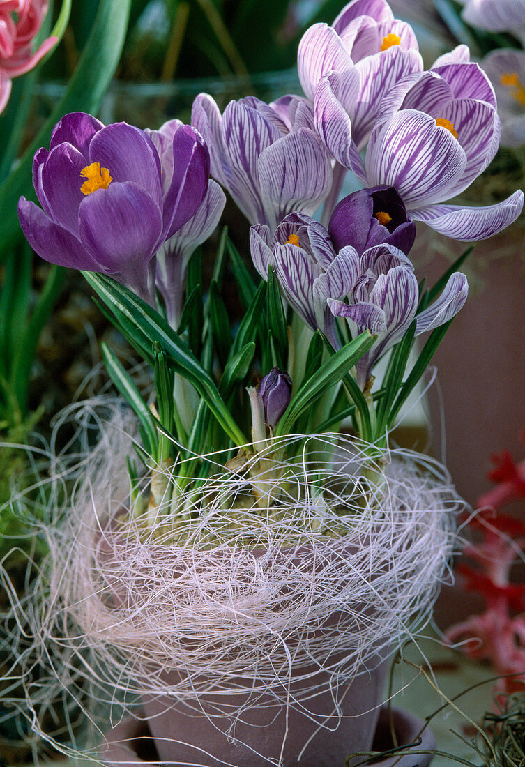 Crocus vernus