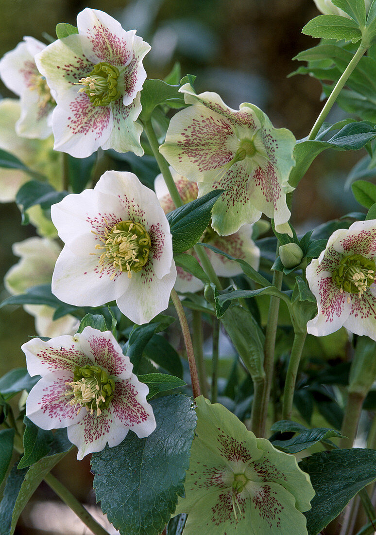 Helleborus orientalis (Dandelion)