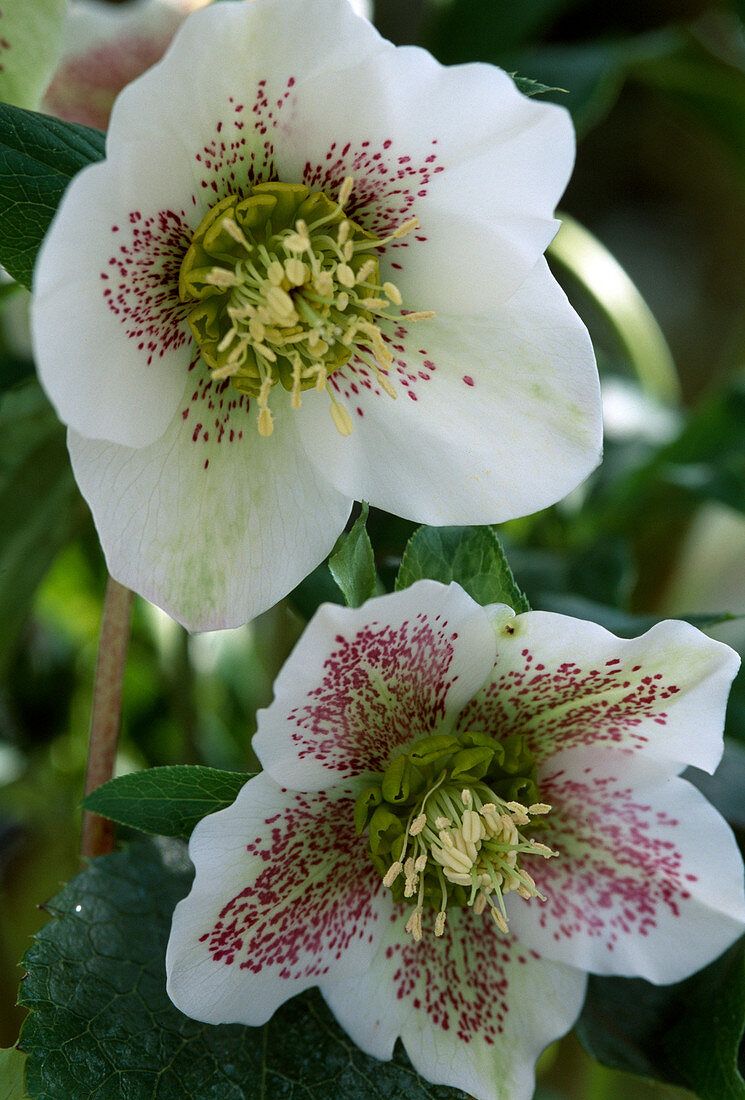 Helleborus orientalis (lilac roses)