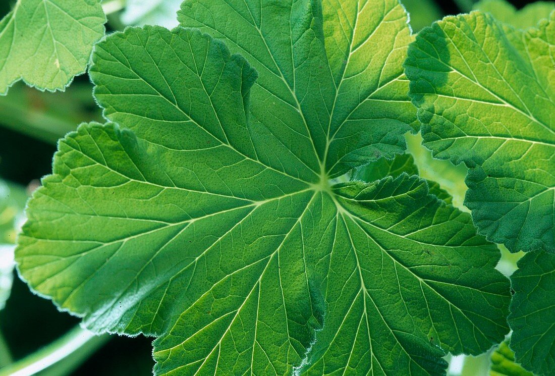 Pelargonium cucal. var. acerifolium