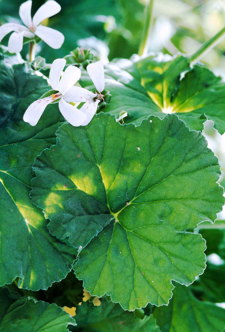 Pelargonium odoratissimum