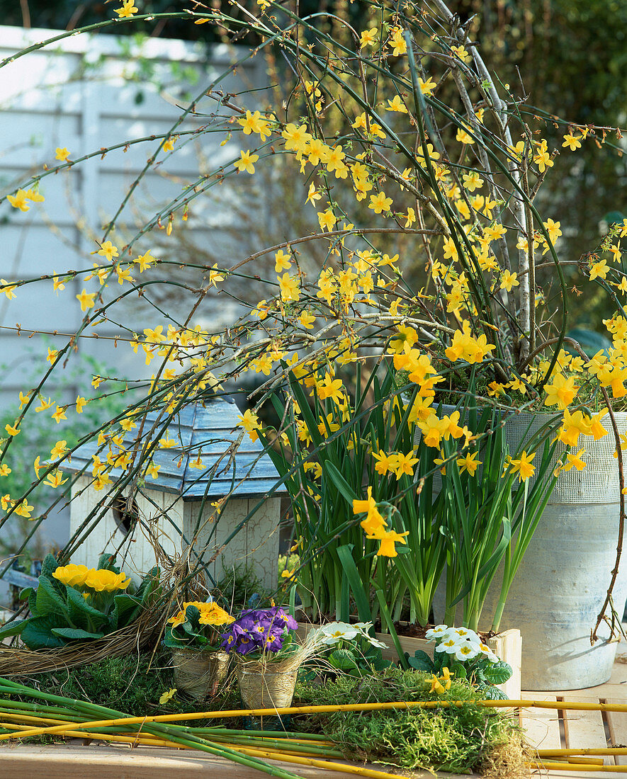 Jasminum nudiflorum (winter jasmine)