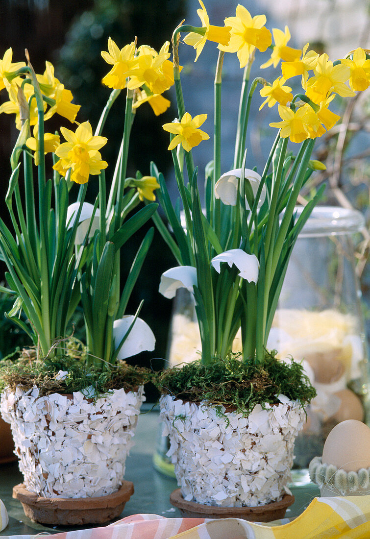 Narcissus 'Tete a Tete'