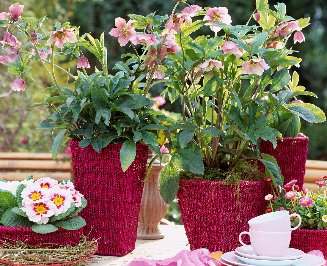 Helleborus orientalis (Lenzrose), Primula acaulis (Cushion Primrose)