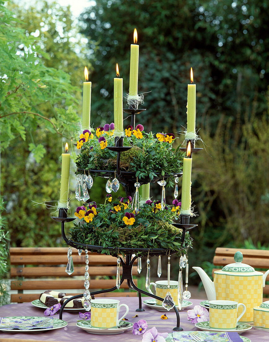 Candle arrangement with viola cornuta (horned violet)