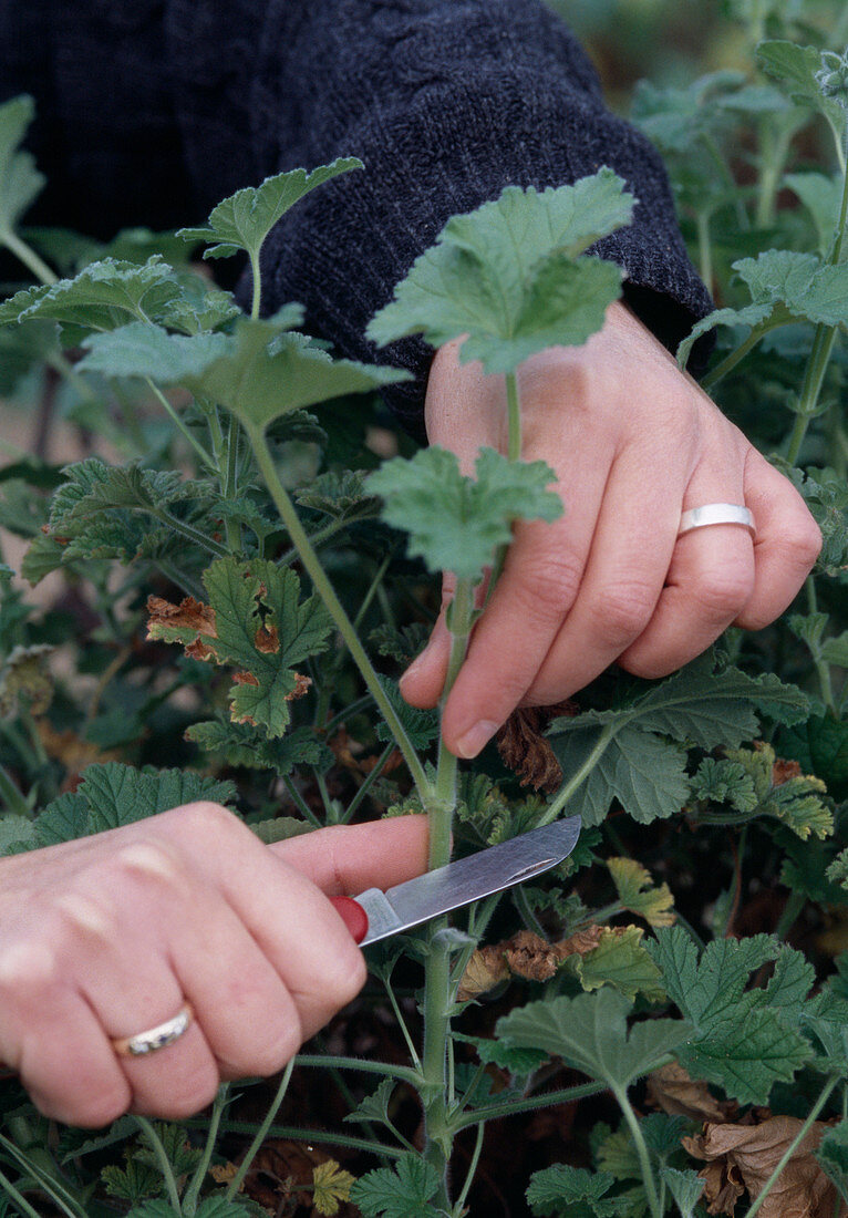 Cut back scented geranium in autumn