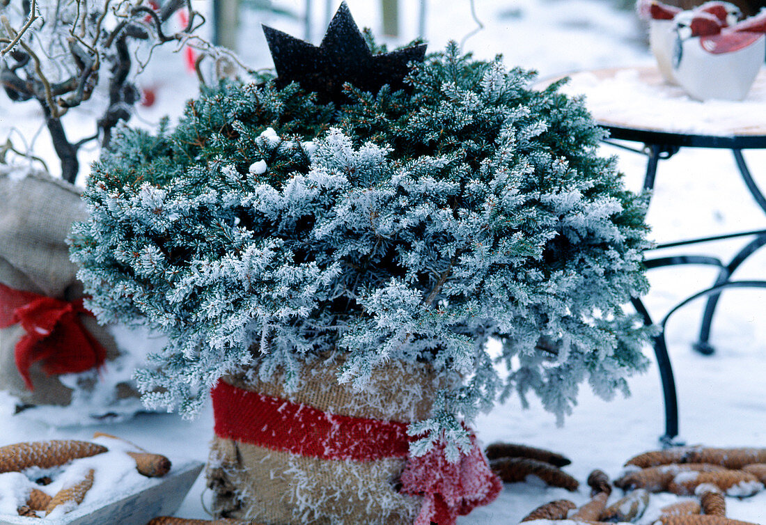 Picea (nest spruce) in jute sack with hoarfrost loop