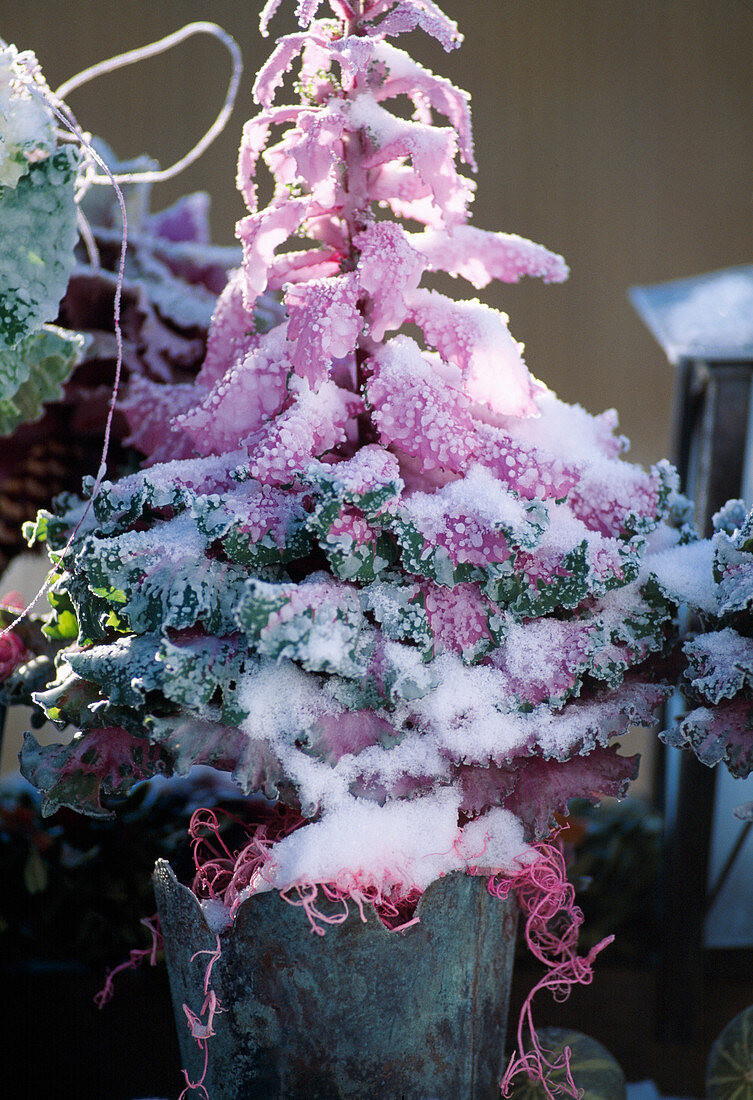 Brassica oleracea in metal pot with snow