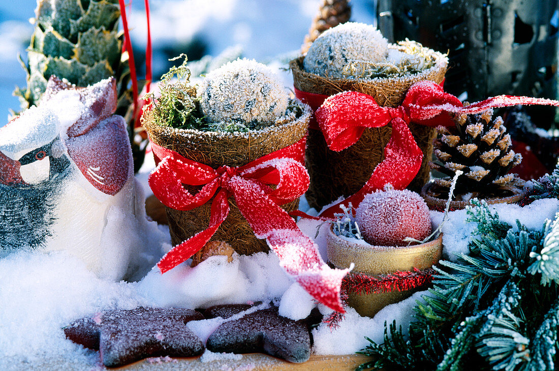 Christmas arrangement with hoarfrost pots with coconut fibres, bows
