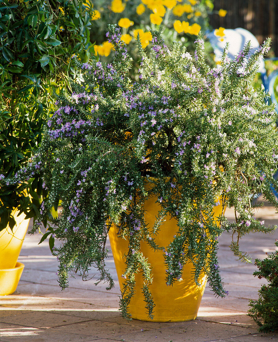 Rosmarinus officinalis (rosemary)