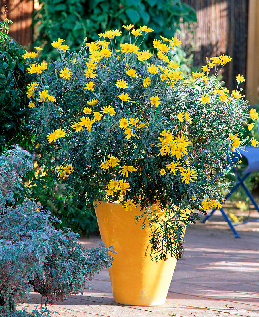 Euryops chrysantemoides / Gelbe Margerite