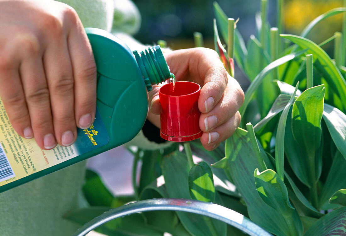 For further cultivation the tulips need to be fertilised after flowering