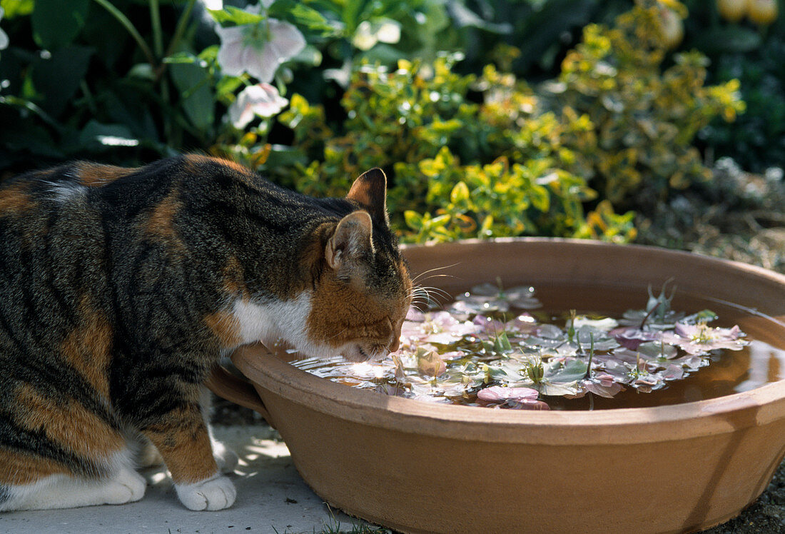 Cat drinking from bowl with water and Helleborus flowers