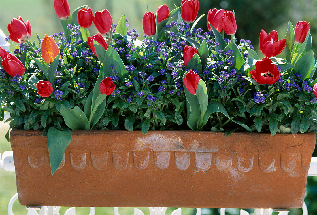 Box with Myosotis (forget-me-not), Tulipa hybr. (tulips)