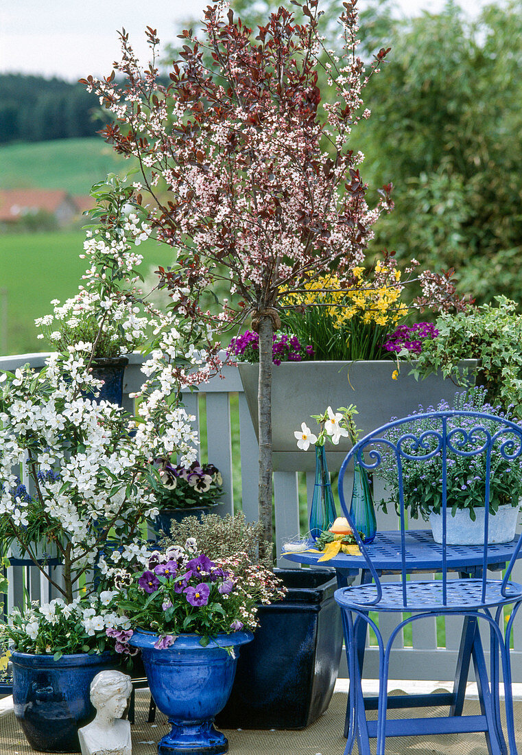 Prunus, Malus / Zierapfel, Viola wittrockiana und Cornuta