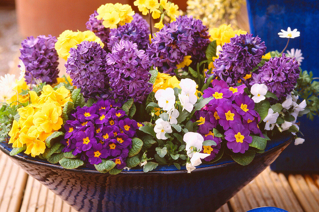 Blue Cup Primula acaulis cushion primrose, Hyacinthus orientalis