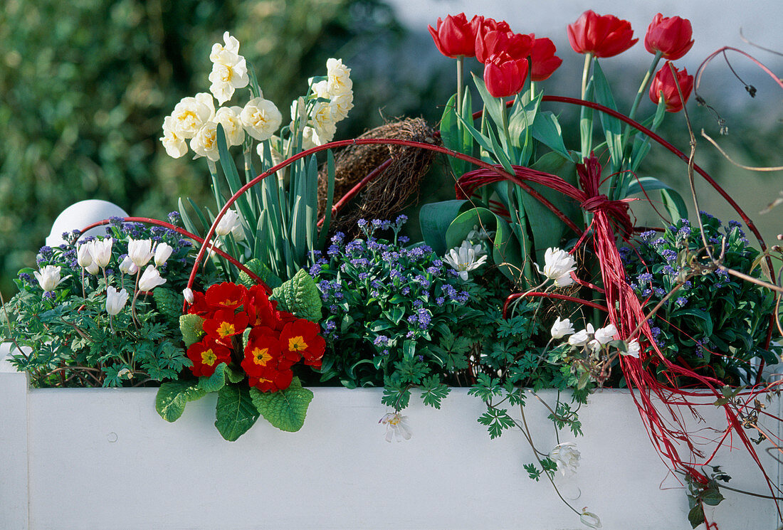 Myosotis, Anemone blanda, Tulipa 'Abba', Primula