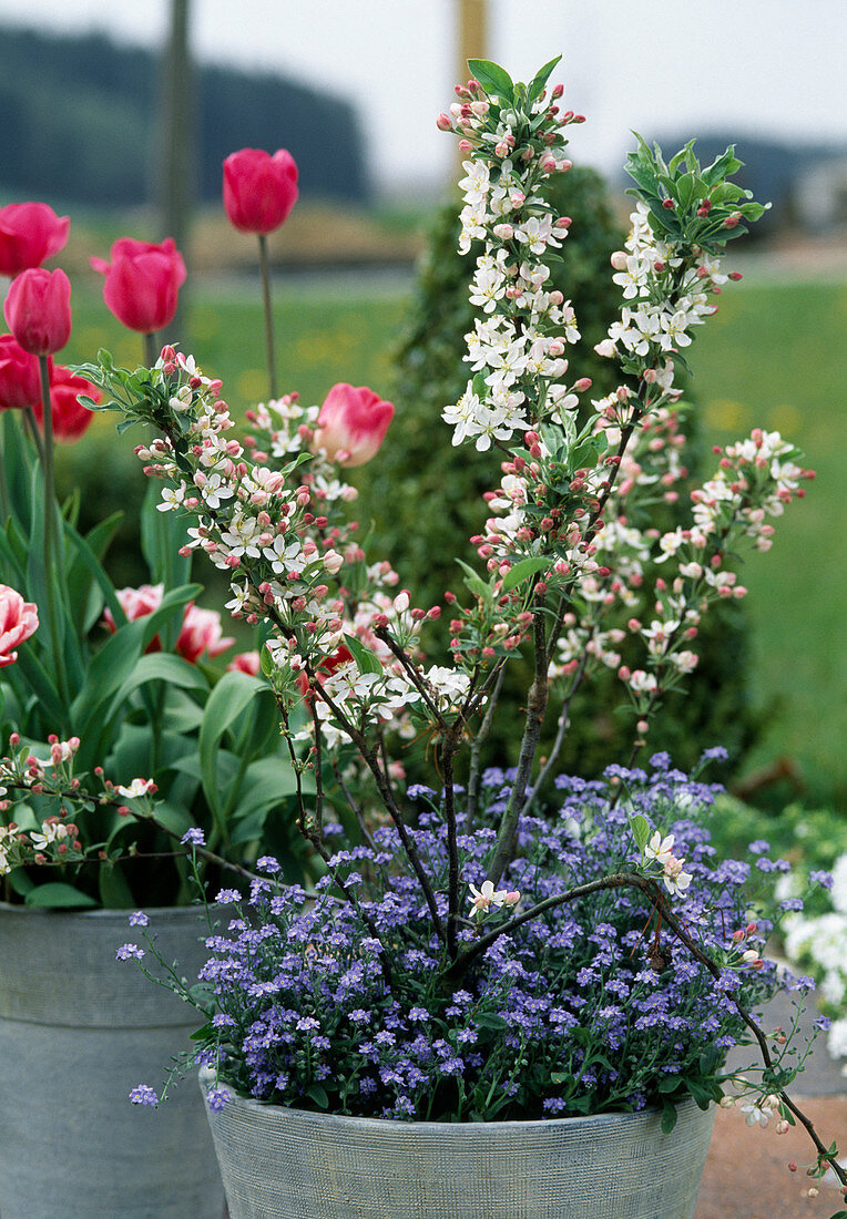 Malus hybr. (ornamental apple), Myosotis hybr. (forget-me-not)